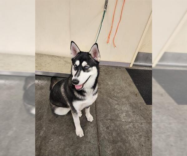Medium Photo #1 Siberian Husky Puppy For Sale in Orange, CA, USA