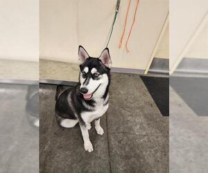 Medium Siberian Husky
