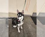 Small Siberian Husky