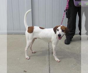 Beagle-Unknown Mix Dogs for adoption in Louisville, KY, USA