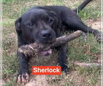 Small #4 American Pit Bull Terrier Mix