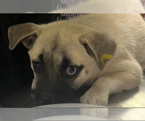 Mutt Dogs for adoption in Denver, CO, USA