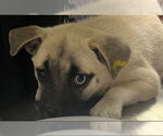 WINI - Female Mutt Dog for Adoption - Small photo