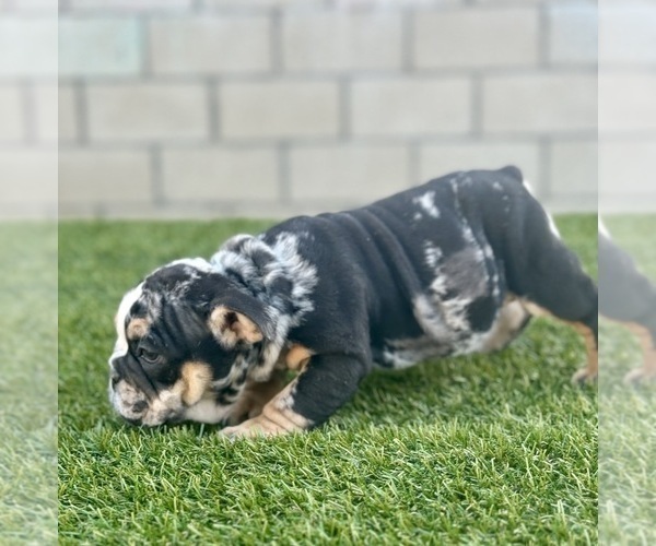 Medium Photo #29 English Bulldog Puppy For Sale in PORTLAND, OR, USA