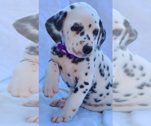 Medium Photo #5 Dalmatian Puppy For Sale in CAPE MAY COURT HOUSE, NJ, USA