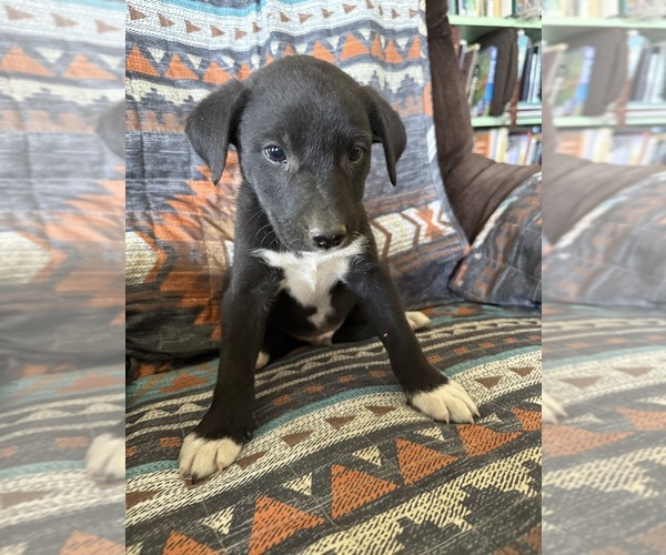 Medium Photo #3 Border-Aussie Puppy For Sale in MOUNT PLEASANT, IA, USA
