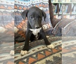 Small #2 Border-Aussie