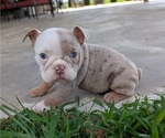 Small #2 English Bulldog