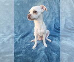 Small #1 Chihuahua Mix