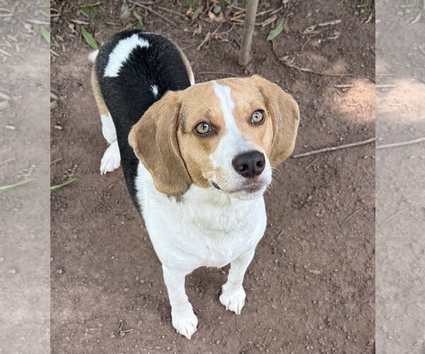 Medium Photo #1 Beagle-Unknown Mix Puppy For Sale in Warrenton, VA, USA