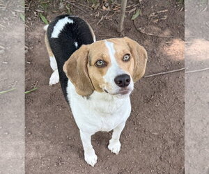Beagle-Unknown Mix Dogs for adoption in Warrenton, VA, USA