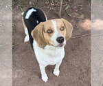 Small Beagle Mix