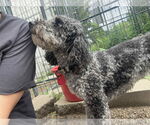 Small Poodle (Miniature)