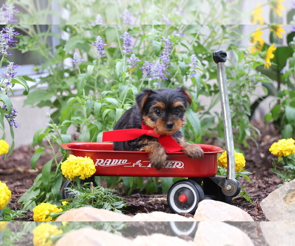 Medium Photo #1 Yorkshire Terrier Puppy For Sale in HUMBOLDT, IL, USA