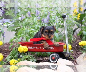 Yorkshire Terrier Puppy for sale in HUMBOLDT, IL, USA