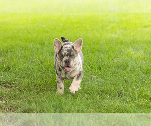 French Bulldog Puppy for sale in NAPPANEE, IN, USA