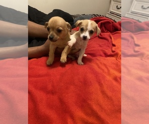 Chiweenie Puppy for sale in GOLDSBORO, NC, USA