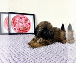 Small #2 Shih-Poo
