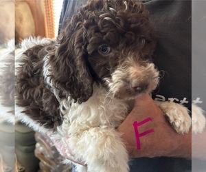 Labradoodle Puppy for sale in SCOTTSDALE, AZ, USA