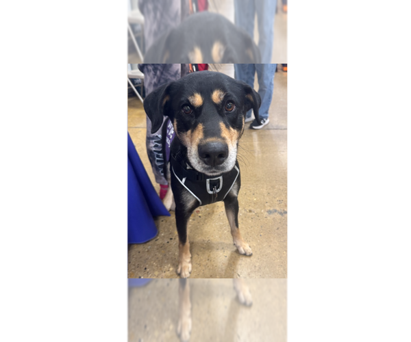 Medium Photo #11 Doberman Pinscher-Unknown Mix Puppy For Sale in Greenbelt, MD, USA