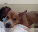 Small American Staffordshire Terrier