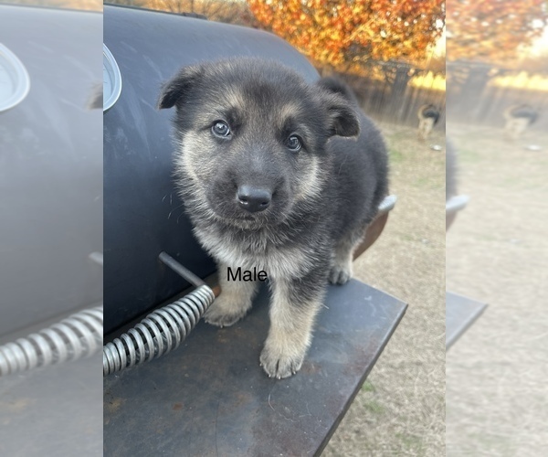 Medium Photo #3 German Shepherd Dog Puppy For Sale in DALLAS, TX, USA