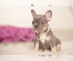 Small Photo #8 French Bulldog Puppy For Sale in LOX, FL, USA