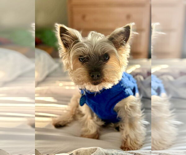 Medium Photo #5 Mutt Puppy For Sale in St. Louis Park, MN, USA