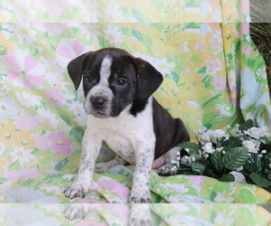 English Coonhound-French Bulldog Mix Puppy for sale in SHILOH, OH, USA
