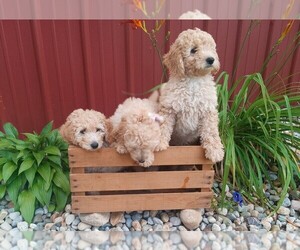 Goldendoodle-Poodle (Miniature) Mix Puppy for Sale in NORTH LIBERTY, Indiana USA