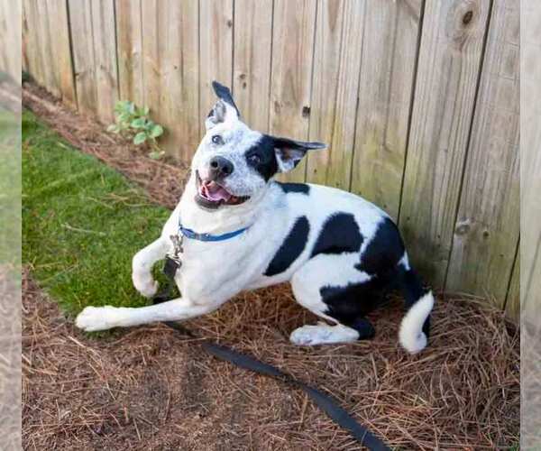 Medium Photo #3 Mutt Puppy For Sale in Kennesaw, GA, USA