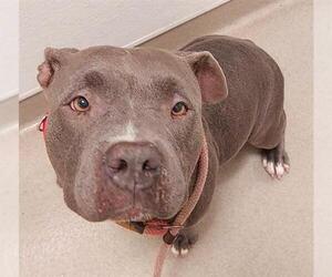 American Pit Bull Terrier-Unknown Mix Dogs for adoption in Fort Lauderdale, FL, USA