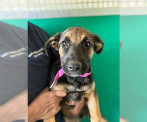 German Shepherd Dog-Unknown Mix Dogs for adoption in Visalia, CA, USA