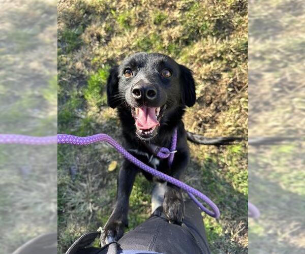 Medium Photo #1 Chihuahua-Unknown Mix Puppy For Sale in Modesto, CA, USA