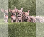 Small Photo #2 French Bulldog Puppy For Sale in FAYETTEVILLE, GA, USA