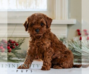Goldendoodle (Miniature) Puppy for sale in LITITZ, PA, USA