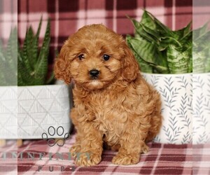 Cavapoo Puppy for sale in PARADISE, PA, USA