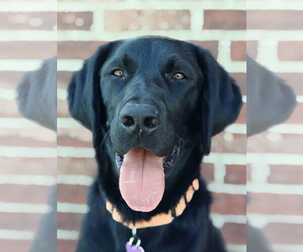 Medium Photo #1 Labrador Retriever Puppy For Sale in Fort Worth, TX, USA