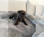 Small Photo #2 Staffordshire Bull Terrier Puppy For Sale in LUTZ, FL, USA