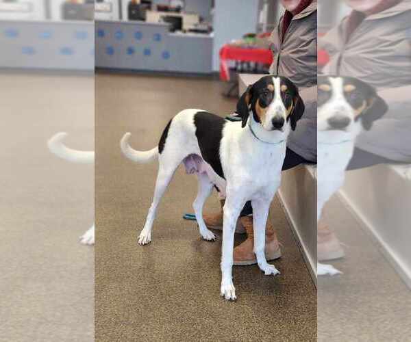 Medium Photo #3 Collie-Coonhound Mix Puppy For Sale in Osgood, IN, USA