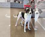 Small #2 Collie-Coonhound Mix