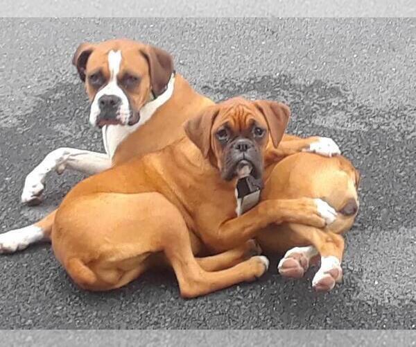 Medium Photo #1 Boxer Puppy For Sale in ABBEVILLE, SC, USA