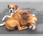 Small Photo #1 Boxer Puppy For Sale in ABBEVILLE, SC, USA