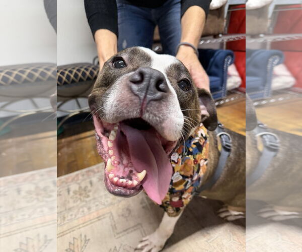 Medium Photo #3 Bulloxer Puppy For Sale in Strongsville, OH, USA