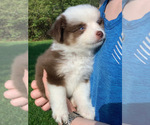 Small Photo #3 Miniature Australian Shepherd Puppy For Sale in MANSFIELD, PA, USA
