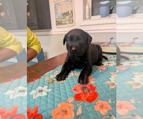 Medium Photo #1 Labrador Retriever Puppy For Sale in PIERSON STATION, IL, USA