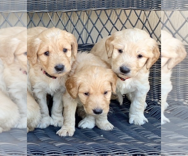 Medium Photo #11 Goldendoodle Puppy For Sale in ELIZABETH, CO, USA