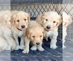 Small Photo #11 Goldendoodle Puppy For Sale in ELIZABETH, CO, USA