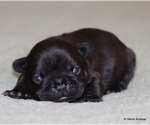 Puppy Cash French Bulldog