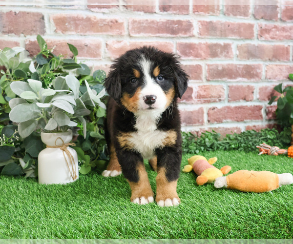Medium Photo #13 Bernese Mountain Dog Puppy For Sale in SYRACUSE, IN, USA